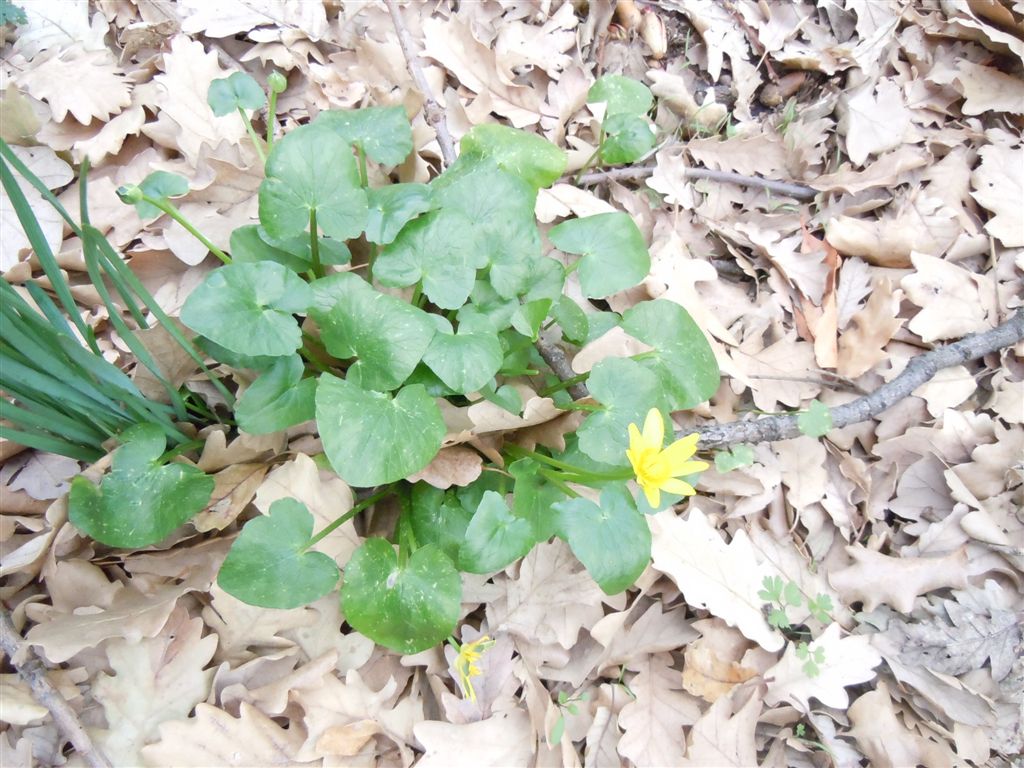 Ranunculus ficaria (non asteracea)...